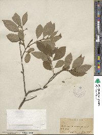 Ilex verticillata image