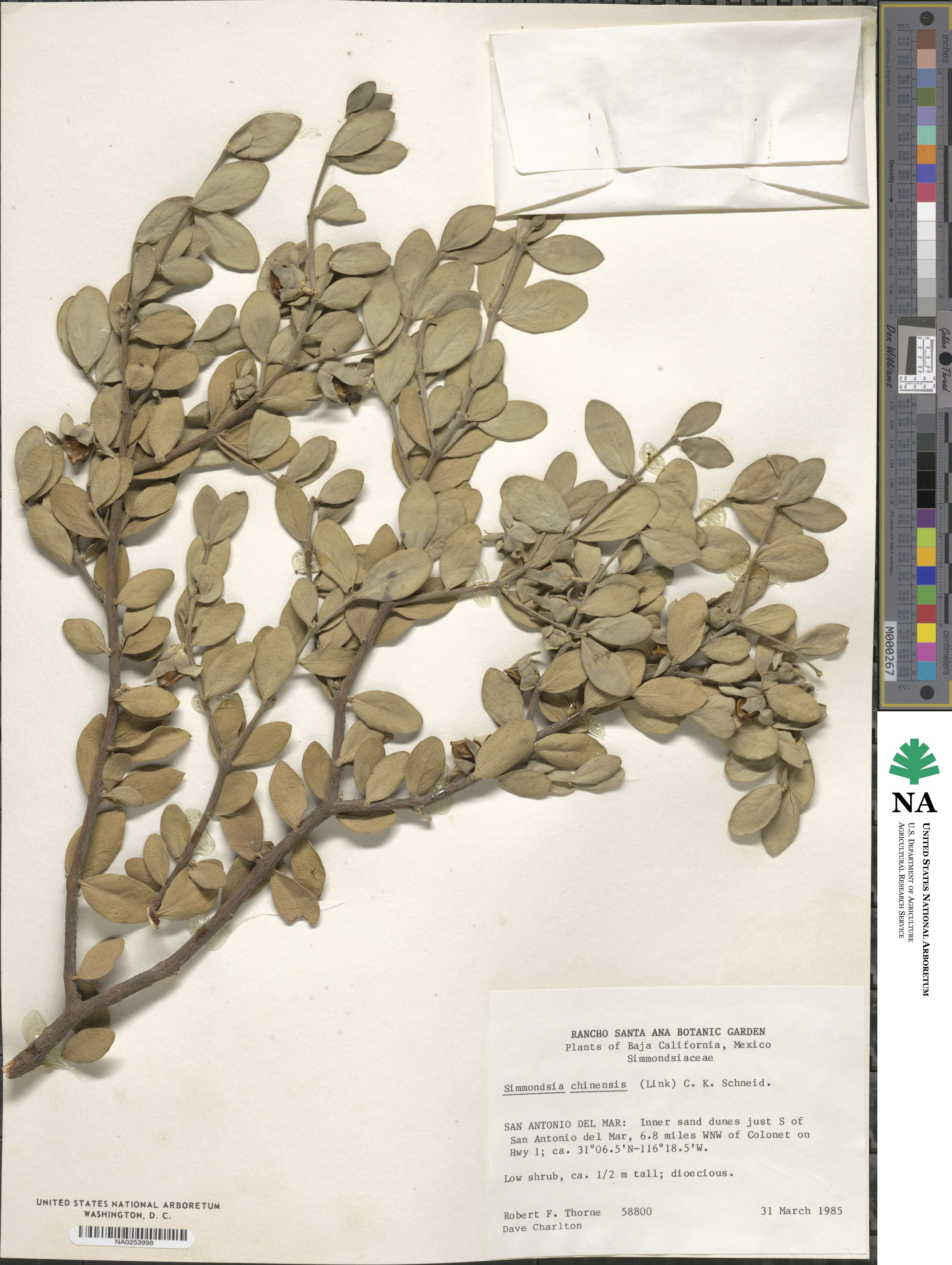 Simmondsia chinensis image