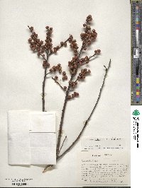 Ilex verticillata image