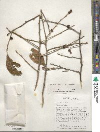 Ilex verticillata image