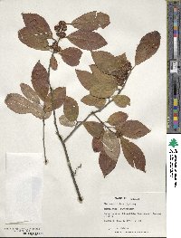 Ilex verticillata image