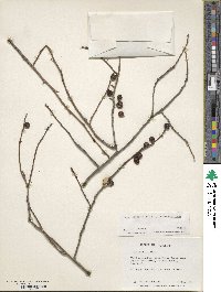 Ilex verticillata image