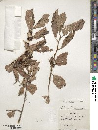 Ilex verticillata image