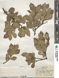 Ilex verticillata image