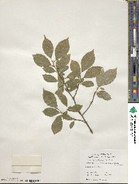 Ilex verticillata image