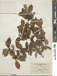 Ilex verticillata image