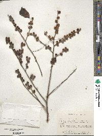 Ilex verticillata image