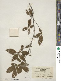 Ilex verticillata image