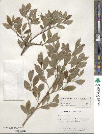 Ilex verticillata image