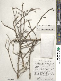 Ilex verticillata image