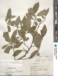 Ilex verticillata image