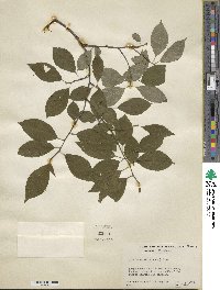 Ilex verticillata image