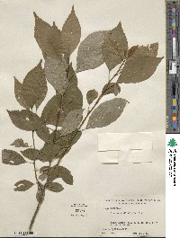 Ilex verticillata image