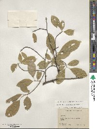 Ilex verticillata image