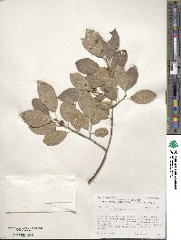 Ilex verticillata image