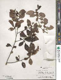 Ilex verticillata image