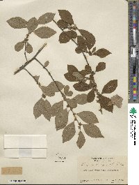 Ilex verticillata image