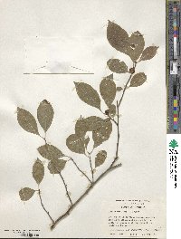 Ilex verticillata image