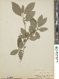 Ilex verticillata image