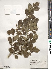 Ilex verticillata image