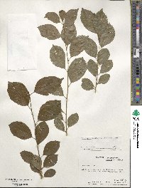 Ilex verticillata image