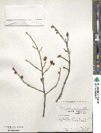 Ilex verticillata image