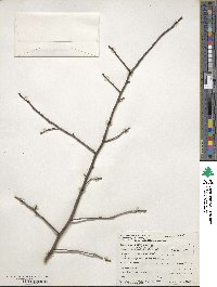 Ilex verticillata image