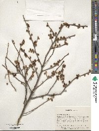 Ilex verticillata image