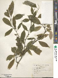 Ilex verticillata image