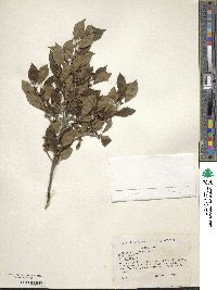 Ilex verticillata image