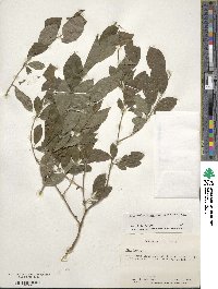 Ilex verticillata image