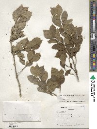 Ilex verticillata image