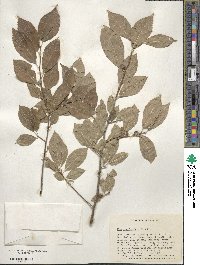 Ilex verticillata image