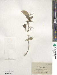 Ilex verticillata image