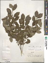 Ilex verticillata image