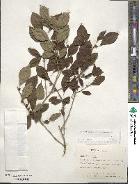 Ilex verticillata image