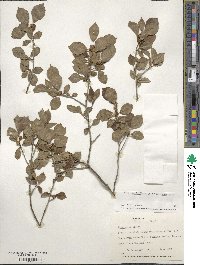 Ilex verticillata image