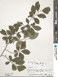 Ilex verticillata image