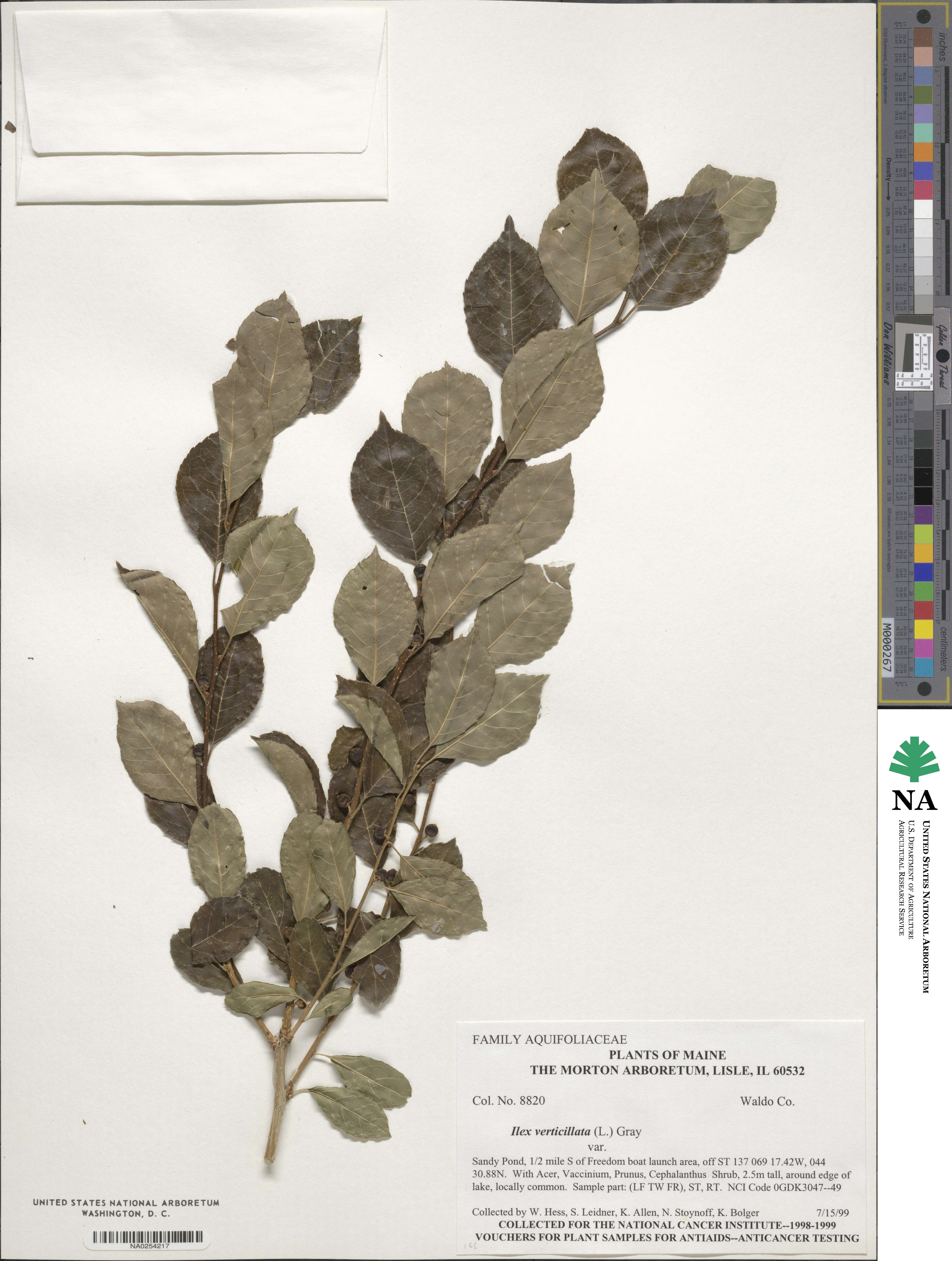 Ilex verticillata image