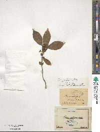 Ilex verticillata image