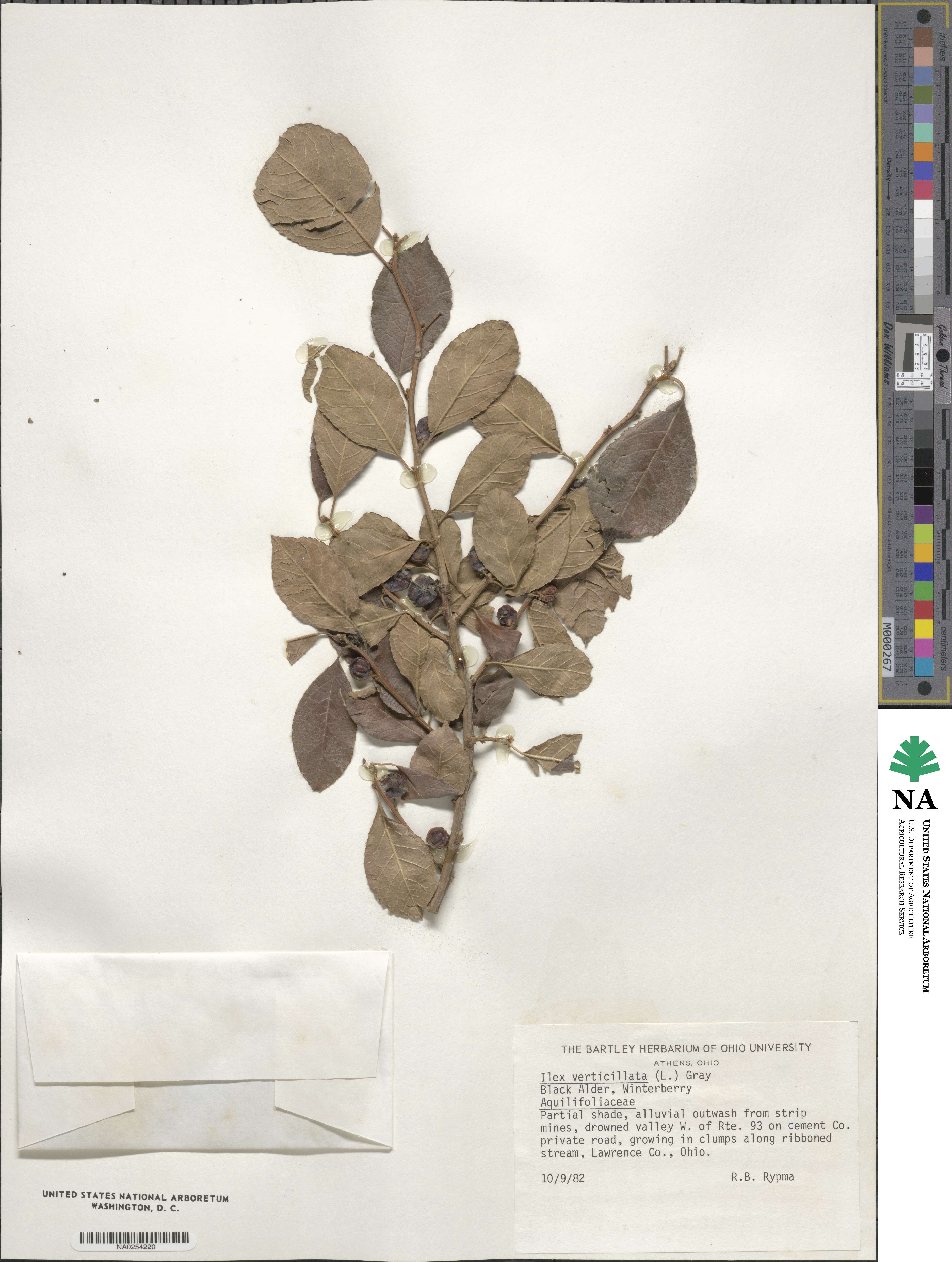 Ilex verticillata image