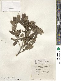 Ilex verticillata image