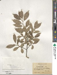 Ilex verticillata image