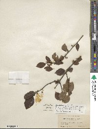 Ilex verticillata image