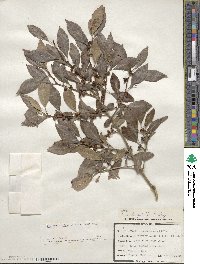 Ilex verticillata image