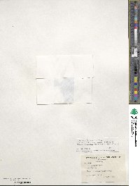 Ilex verticillata image