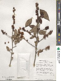 Ilex verticillata image