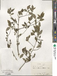 Ilex verticillata image