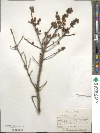 Ilex verticillata image