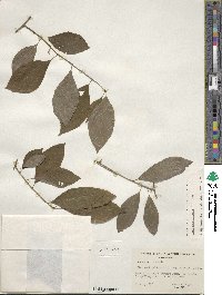 Ilex verticillata image